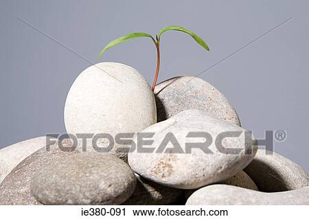 Sapling growing from pebbles View Large Photo Image Stock Image - Sapling growing from pebbles. Fotosearch