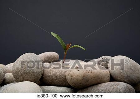 Sapling growing from pebbles View Large Photo Image Stock Image - Sapling growing from pebbles. Fotosearch