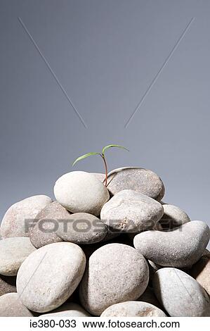 Sapling growing from rocks View Large Photo Image Stock Image - Sapling growing from rocks. Fotosearch