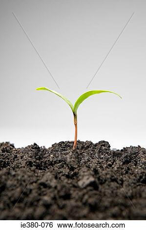 Sapling growing from soil View Large Photo Image Stock Photograph - Sapling growing from soil. Fotosearch