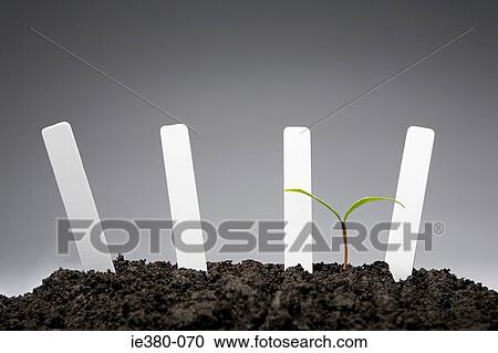 Sapling with blank labels View Large Photo Image Stock Image - Sapling with blank labels. Fotosearch