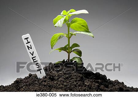 Stock Photography - Sapling with invest label. Fotosearch