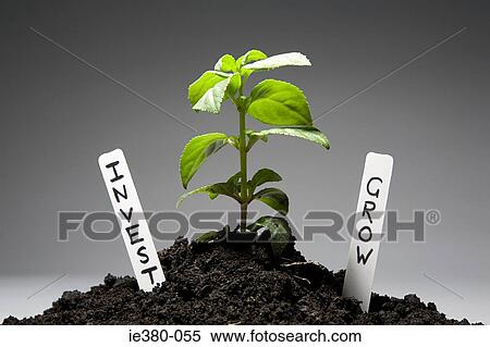 Sapling with investment labels View Large Photo Image Stock Photography - Sapling with investment labels. Fotosearch