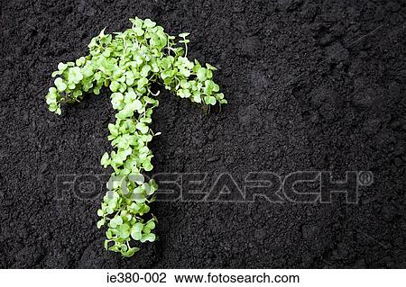 Saplings in the shape of an arrow View Large Photo Image Stock Image - Saplings in the shape of an arrow. Fotosearch