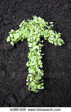 Saplings in the shape of an arrow View Large Photo Image Stock Photo - Saplings in the shape of an arrow. Fotosearch