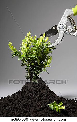 Small plant being pruned View Large Photo Image Stock Image - Small plant being pruned. Fotosearch