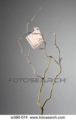 Ten euro note in a tree View Large Photo Image Picture - Ten euro note in a tree. Fotosearch