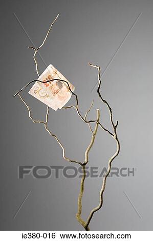 Ten pound note in a tree View Large Photo Image Stock Photograph - Ten pound note in a tree. Fotosearch