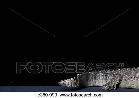 Toy crocodiles tail View Large Photo Image Stock Image - Toy crocodiles tail. Fotosearch