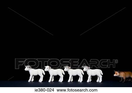 Toy fox hunting lambs View Large Photo Image Picture - Toy fox hunting lambs. Fotosearch