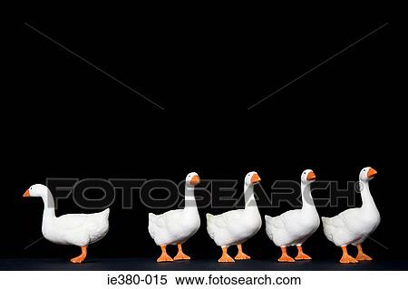Toy goose standing out from the rest View Large Photo Image Stock Photography - Toy goose standing out from the rest. Fotosearch