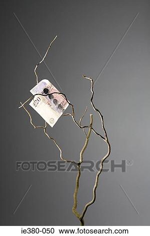 Twenty pound note in a tree View Large Photo Image Stock Image - Twenty pound note in a tree. Fotosearch