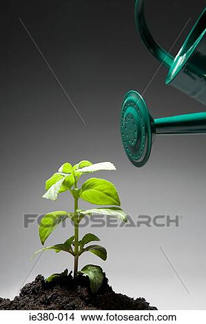 Watering can and sapling View Large Photo Image Picture - Watering can and sapling. Fotosearch