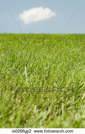 Field of grass View Large Photo Image Stock Image - Field of grass. Fotosearch