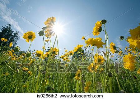 A field of wildflowers View Large Photo Image Stock Image - A field of wildflowers. Fotosearch