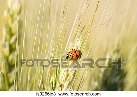 A ladybird on wheat View Large Photo Image Stock Image - A ladybird on wheat. Fotosearch