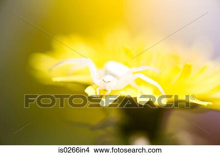 A spider on a flower View Large Photo Image Picture - A spider on a flower. Fotosearch