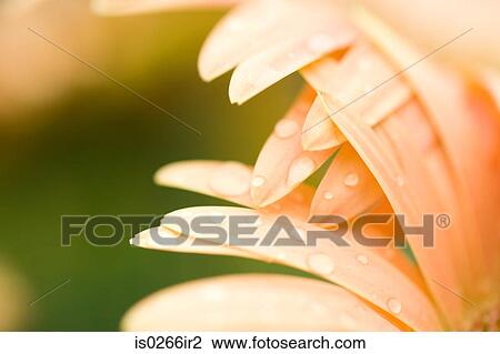 Stock Image - Close up of a flower. Fotosearch