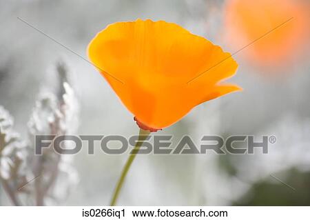 Close up of a poppy View Large Photo Image Stock Image - Close up of a poppy. Fotosearch