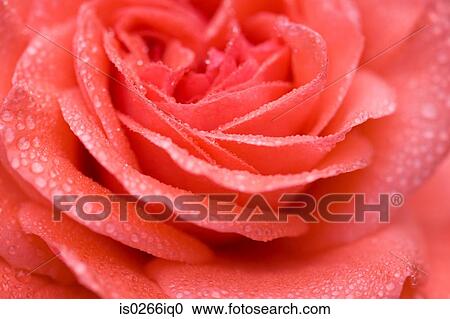 Close up of a rose View Large Photo Image Stock Image - Close up of a rose. Fotosearch