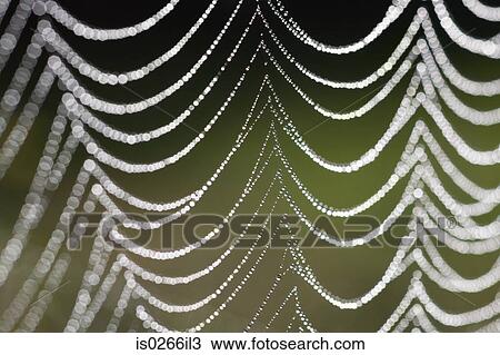 Close up of a spider web View Large Photo Image Stock Image - Close up of a spider web. Fotosearch