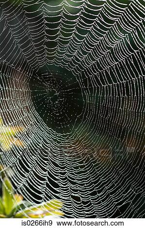 Close up of a spider web View Large Photo Image Stock Photo - Close up of a spider web. Fotosearch