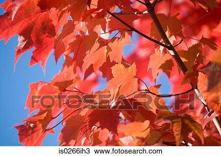 Close up of an autumnal tree View Large Photo Image Stock Image - Close up of an autumnal tree. Fotosearch