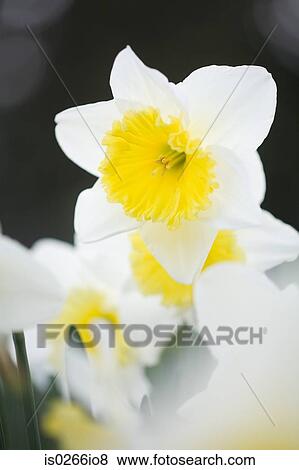 Close up of daffodils View Large Photo Image Stock Photo - Close up of daffodils. Fotosearch