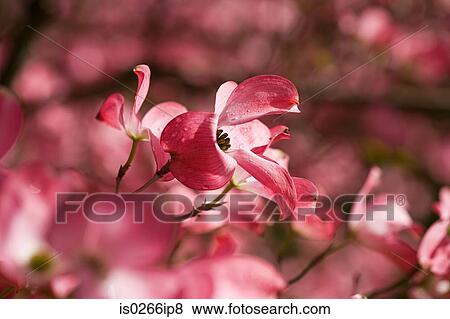 Close up of dogwood blossom View Large Photo Image Stock Photo - Close up of dogwood blossom. Fotosearch
