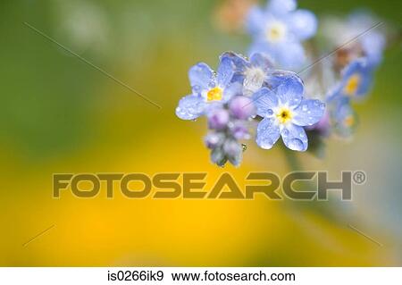 Close up of flowers View Large Photo Image Stock Photo - Close up of flowers. Fotosearch