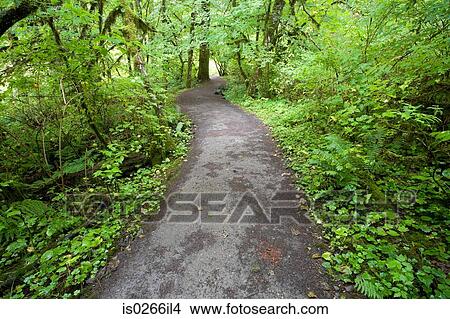 Picture - Country path. Fotosearch