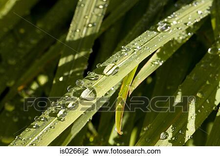 Stock Image - Dew on stalks of grass. Fotosearch