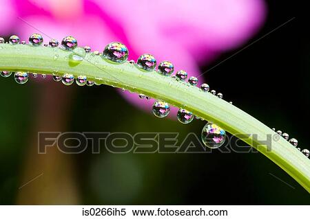 Stock Photography - Dew on the stem of a flower. Fotosearch