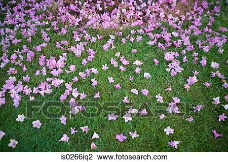 Dogwood blossomlying on grass View Large Photo Image Stock Image - Dogwood blossomlying on grass. Fotosearch
