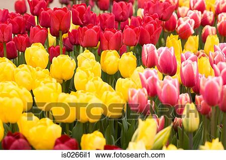 Stock Image - Field of tulips. Fotosearch