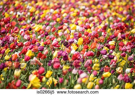 Stock Photography - Field of tulips. Fotosearch