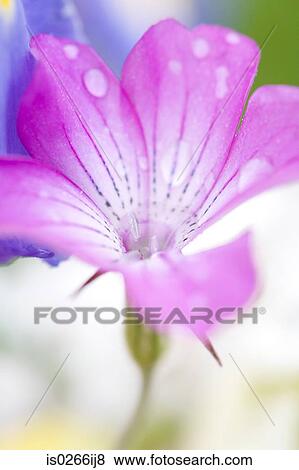 Flower on a leaf View Large Photo Image Stock Photo - Flower on a leaf. Fotosearch