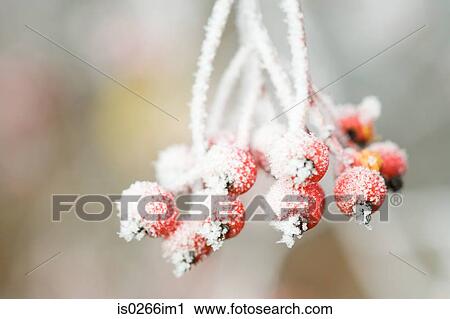 Frost on red berries View Large Photo Image Stock Image - Frost on red berries. Fotosearch