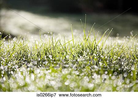 Morning dew on grass View Large Photo Image Stock Photo - Morning dew on grass. Fotosearch