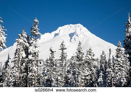 Mount hood and trees covered in snow View Large Photo Image Picture - Mount hood and trees covered in snow. Fotosearch