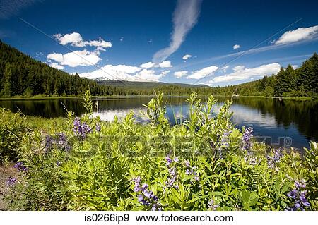 Mount hood and trillium lake View Large Photo Image Stock Photo - Mount hood and trillium lake. Fotosearch