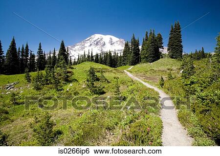 Mount rainer View Large Photo Image Stock Photograph - Mount rainer. Fotosearch