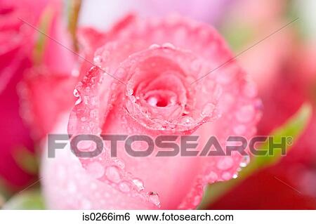 Pink roses covered in dew View Large Photo Image Stock Photograph - Pink roses covered in dew. Fotosearch