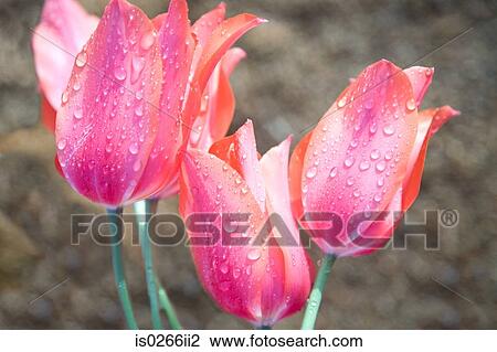Stock Image - Pink tulips. Fotosearch