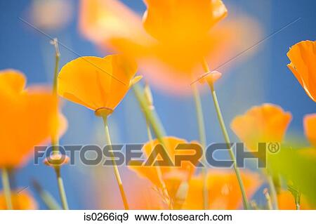 Poppies View Large Photo Image Stock Photo - Poppies. Fotosearch
