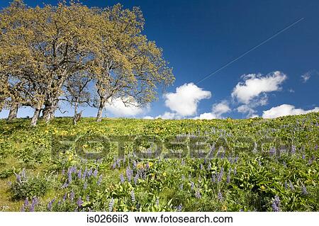 Spring flowers and an oak tree View Large Photo Image Stock Image - Spring flowers and an oak tree. Fotosearch