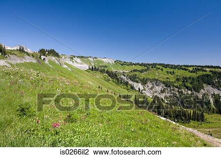 Stock Image - Tatoosh mountains . Fotosearch