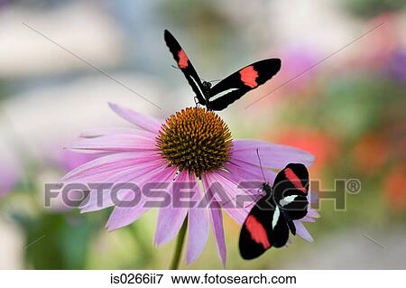 Two small postman butterfly on a flower View Large Photo Image Stock Photo - Two small postman butterfly on a flower. Fotosearch