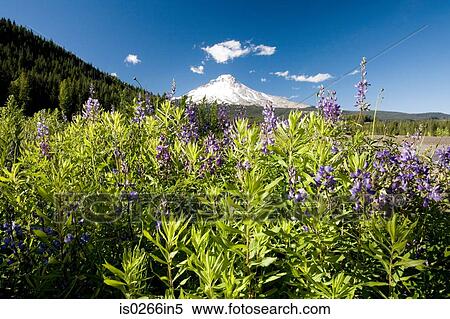 Wildflowers and mount hood View Large Photo Image Stock Photography - Wildflowers and mount hood. Fotosearch