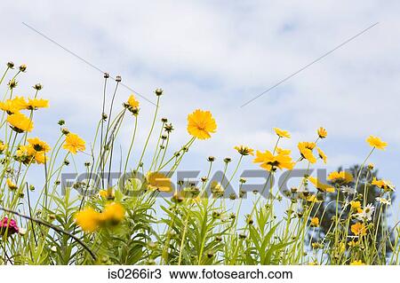 Wildflowers in a field View Large Photo Image Stock Image - Wildflowers in a field. Fotosearch